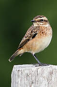 Whinchat