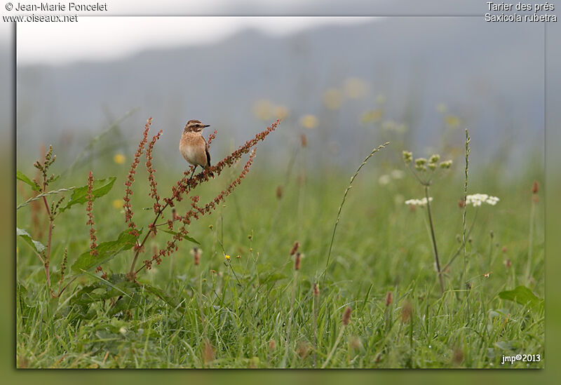 Whinchat