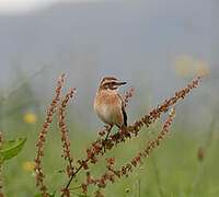 Whinchat