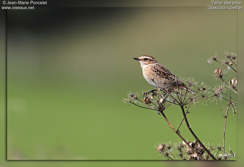 Whinchat