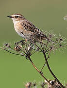 Whinchat