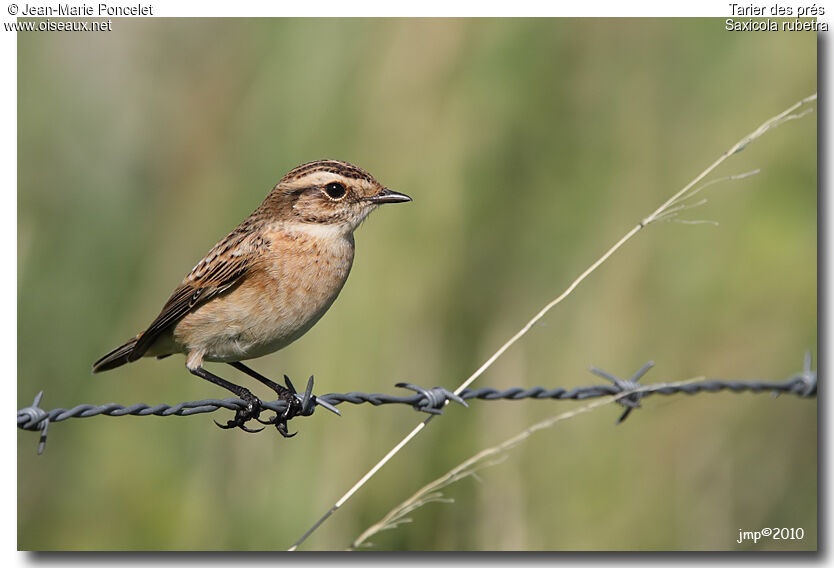 Whinchat