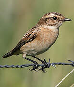 Whinchat