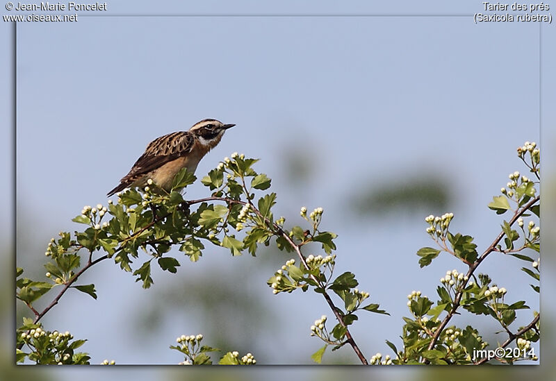 Whinchat