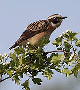 Whinchat