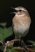 Whinchat