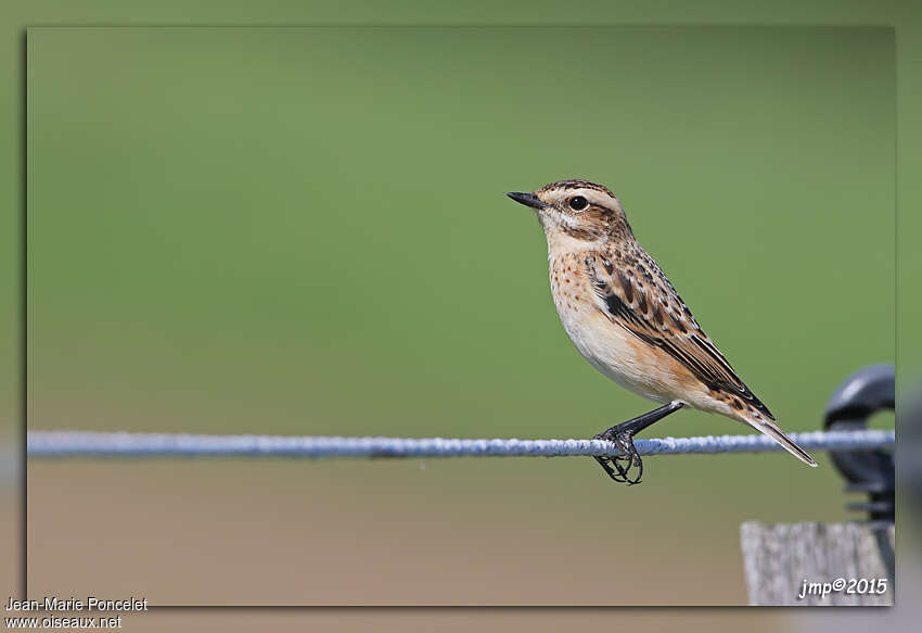 Tarier des prés1ère année, identification