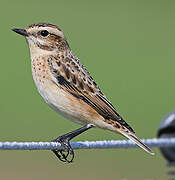 Whinchat