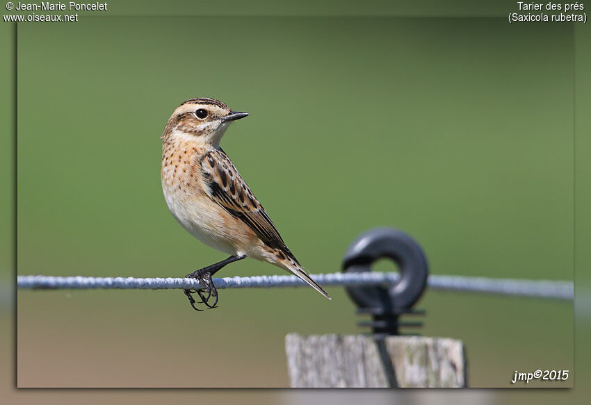 Whinchat