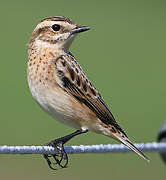 Whinchat