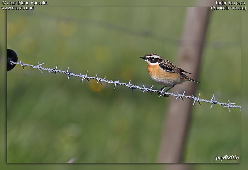 Whinchat male