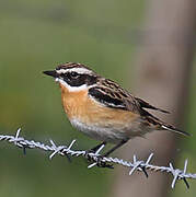 Whinchat