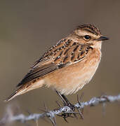 Whinchat