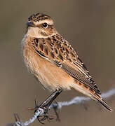 Whinchat