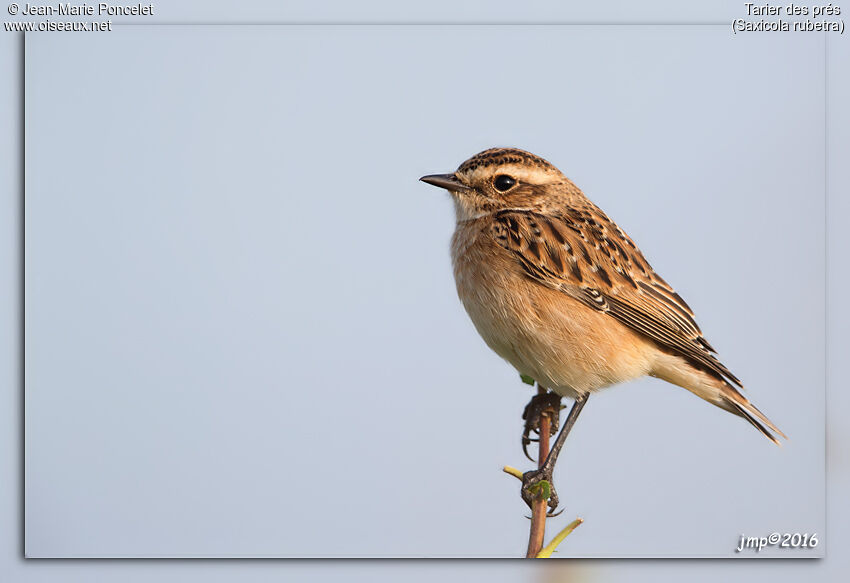 Whinchat