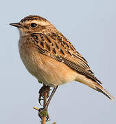 Whinchat