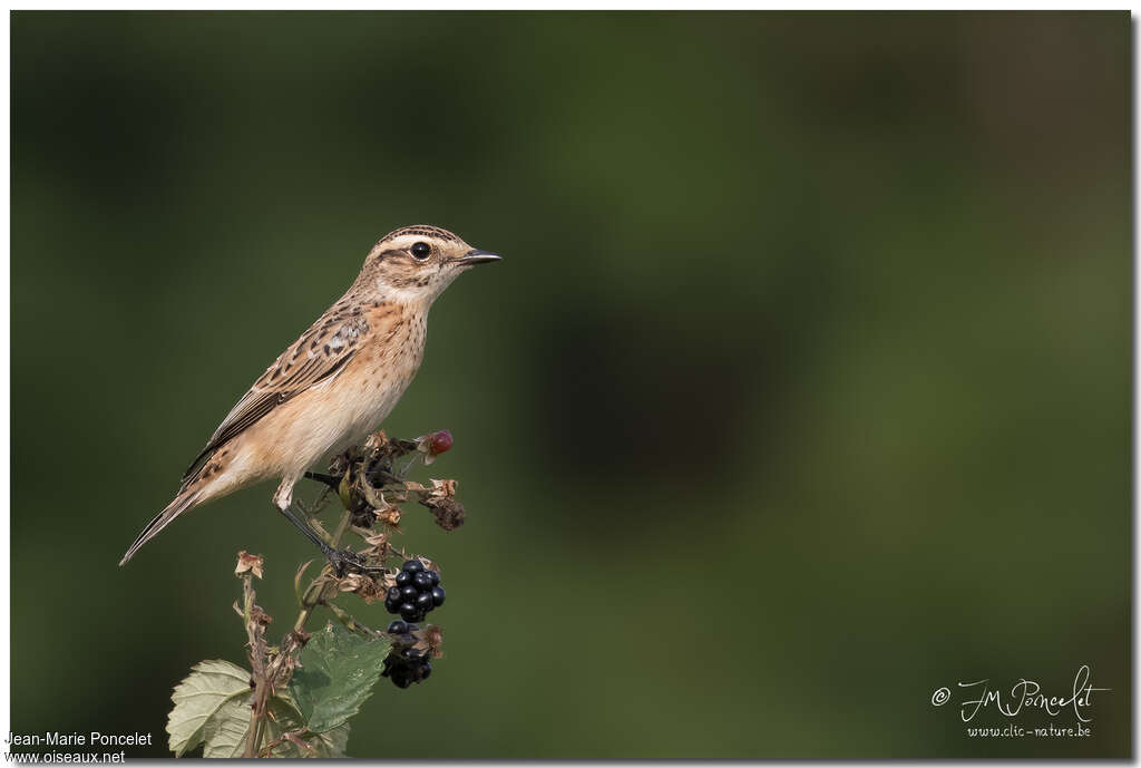 Tarier des prés1ère année, identification