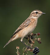 Whinchat