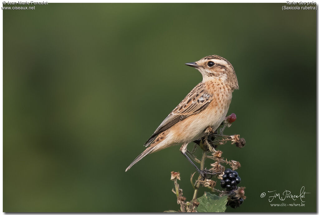 Whinchat