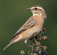 Whinchat