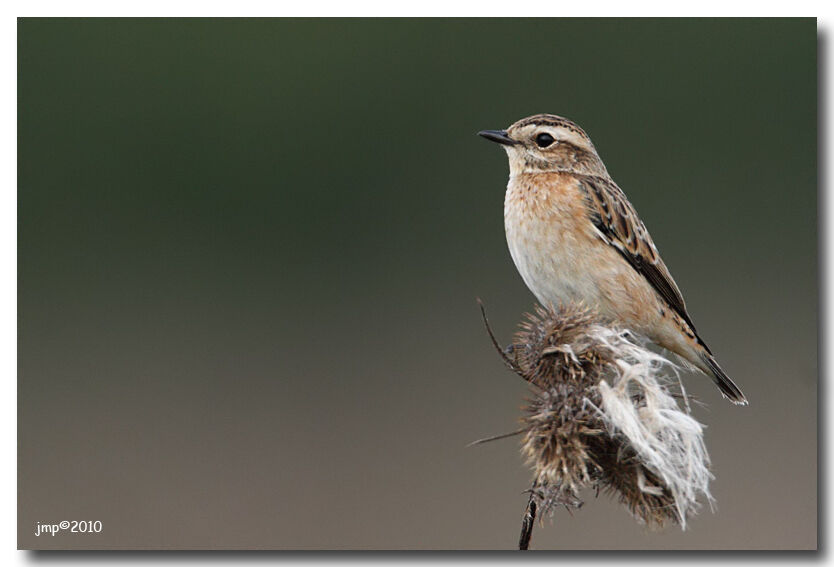 Whinchat