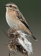 Whinchat