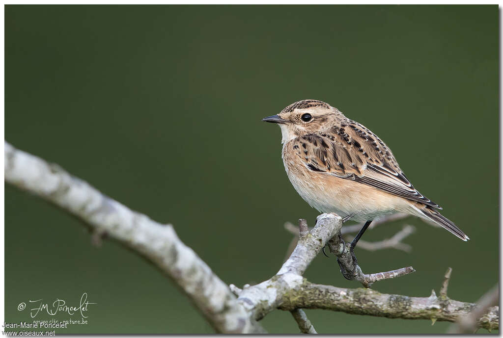 Tarier des prés1ère année, identification