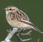 Whinchat