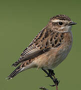 Whinchat