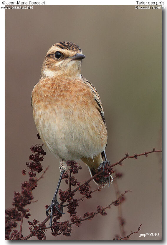 Whinchat