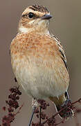 Whinchat