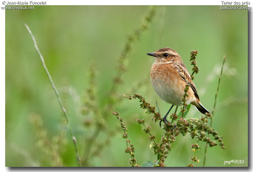 Whinchat