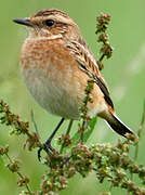 Whinchat