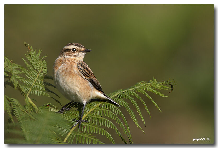 Whinchat