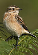 Whinchat