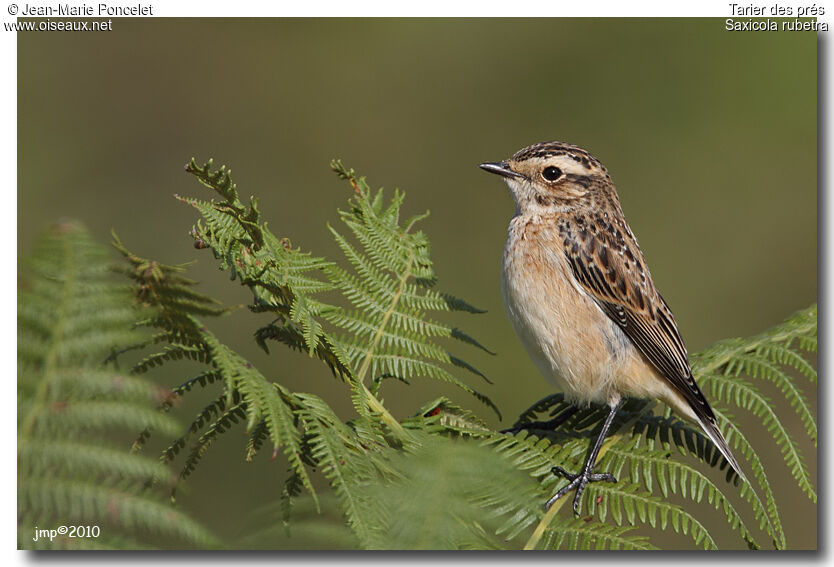 Whinchat