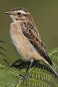 Whinchat