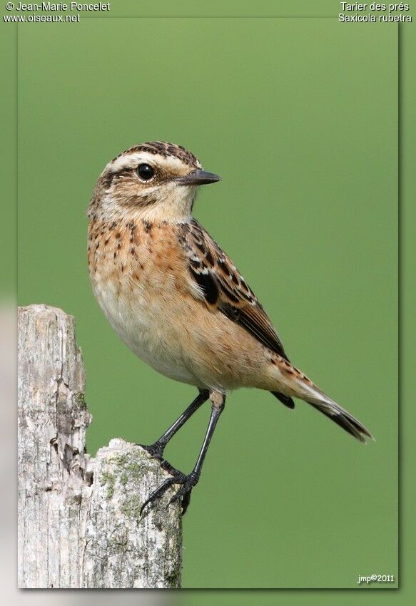 Whinchat