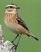 Whinchat