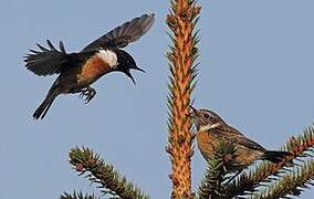 European Stonechat