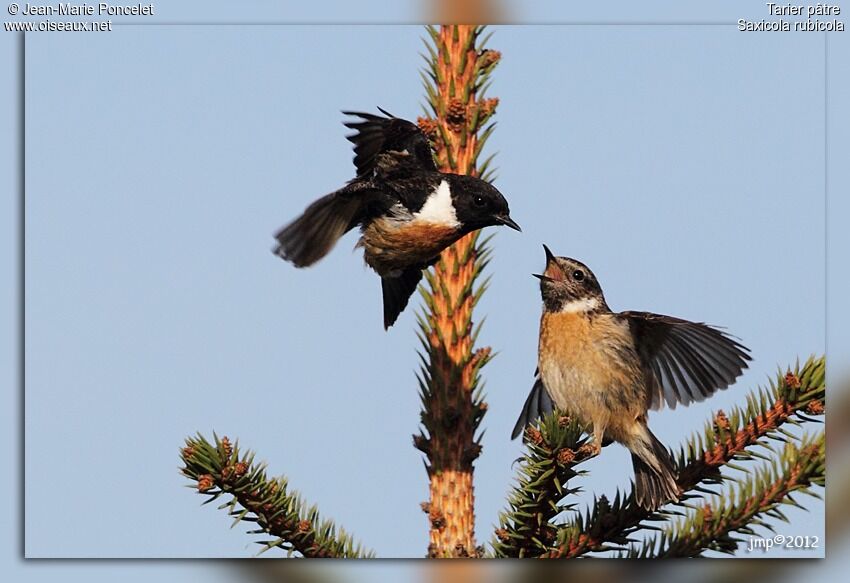 European Stonechat