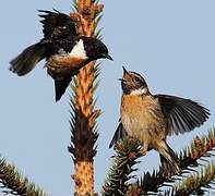 European Stonechat