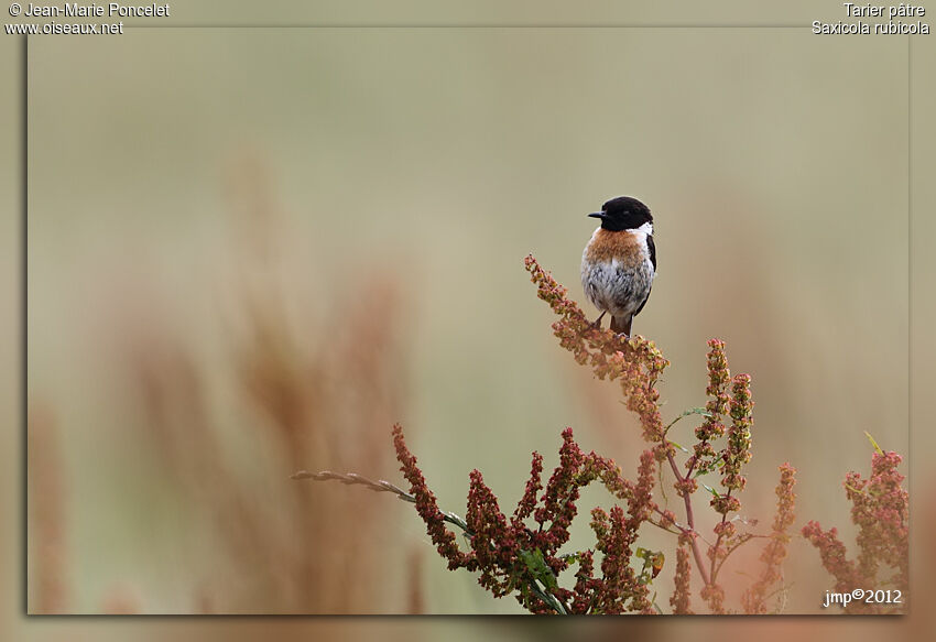 European Stonechat