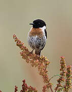 European Stonechat