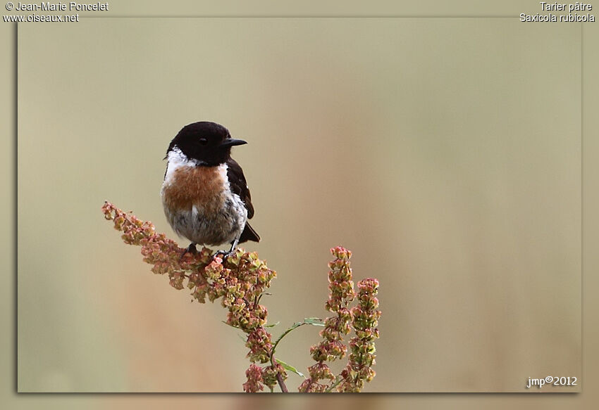 European Stonechat