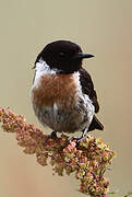 European Stonechat