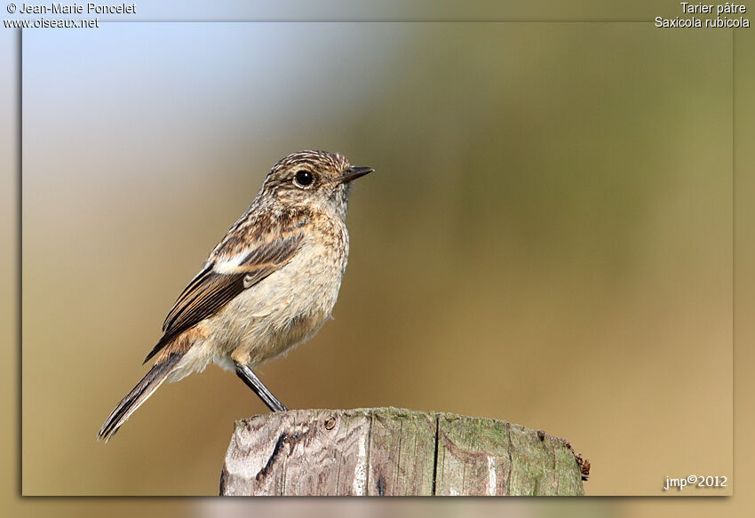 European Stonechat