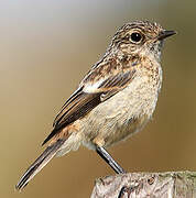 European Stonechat