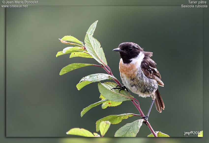 European Stonechat