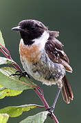 European Stonechat